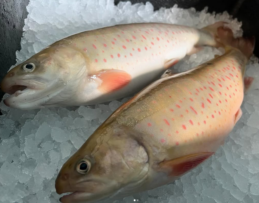 De Betuwse Beekridder: Een Duurzame Delicatesse uit Nederlandse Wateren
