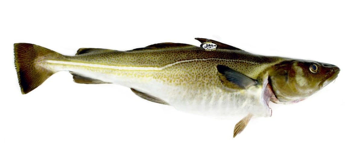 skrei