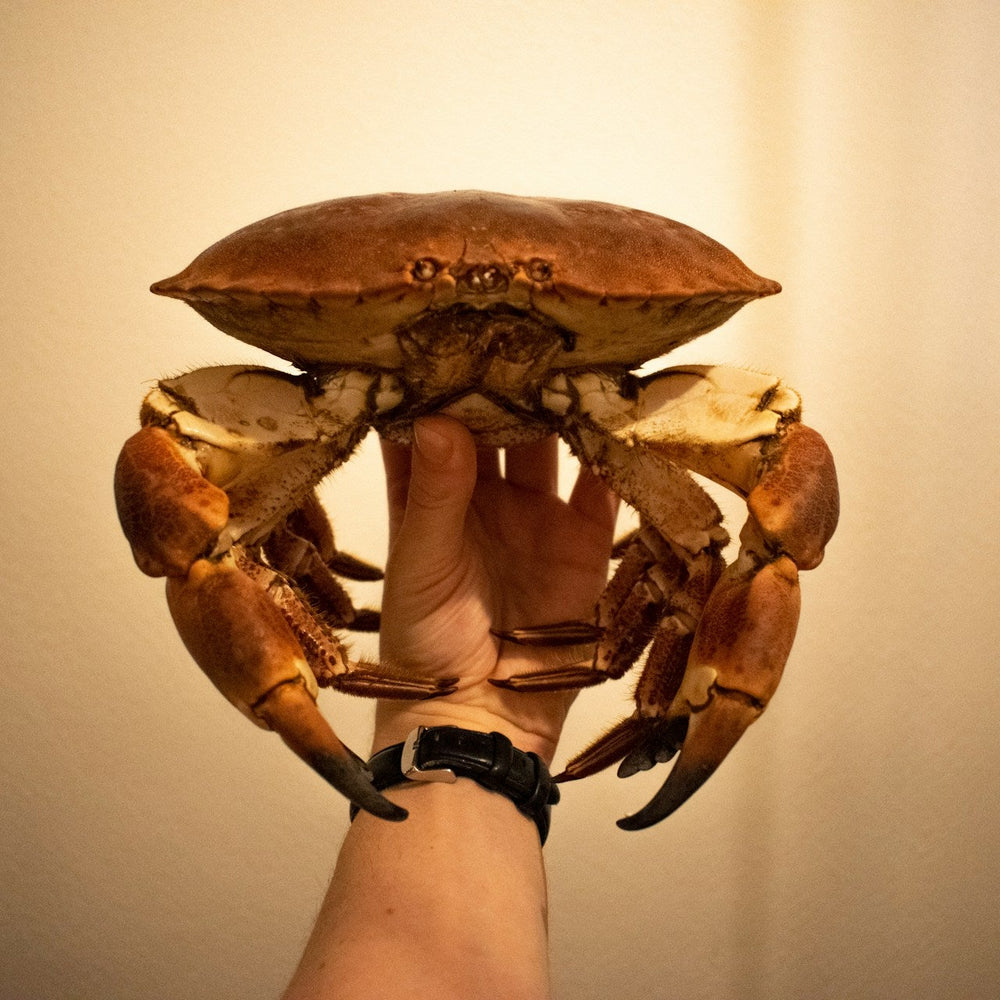 krab