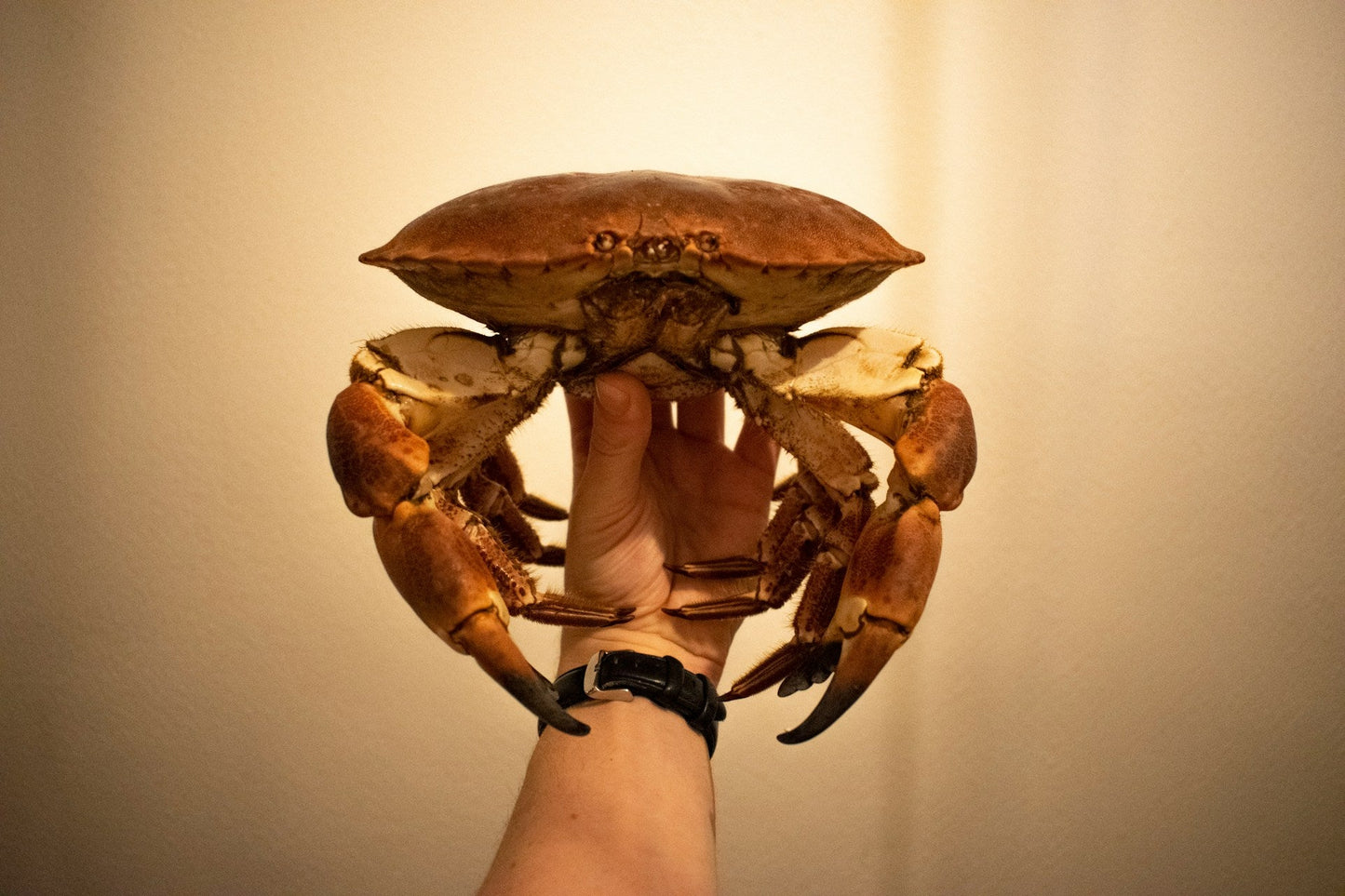 krab