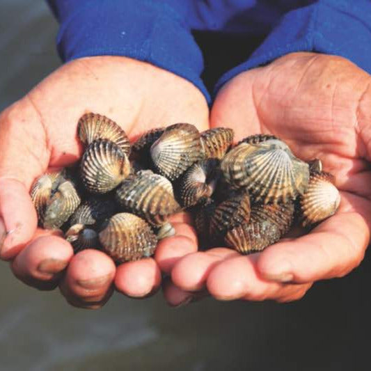 Kokkels (500 gr) - De Nederlandse Vongole & Schat van de wadden - DEVISMAN